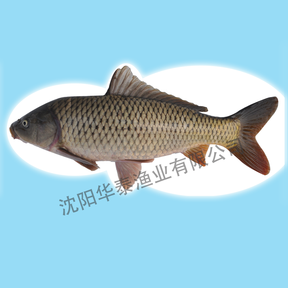 &#20964;&#20976;&#40;&#20013;&#22269;&#41;&#23448;&#26041;&#32593;&#31449;&#45;&#30331;&#24405;&#20837;&#21475;